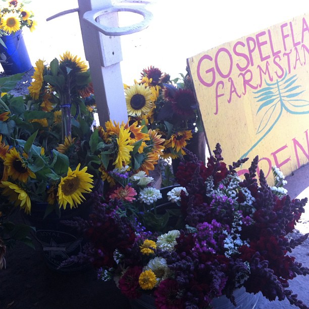 Picked out out a huge bag of fresh produced picked this am from @Gospel Flat farm in Bolinas. One huge bag of organic herbs, new potatoes, cheese cauliflower, flowers, and tons more for $28. Amazing value.