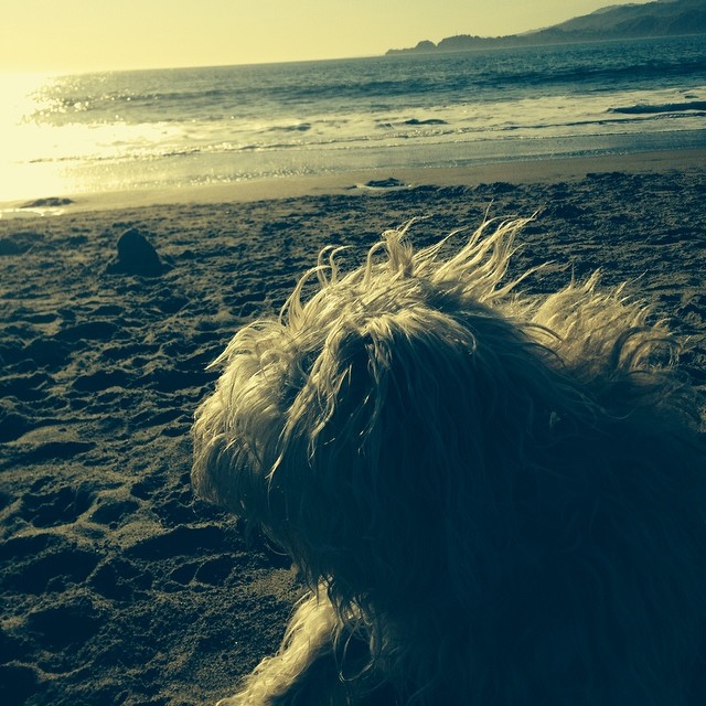 Gigi checking out the surf at #BakerBeach on this summer like spring day.