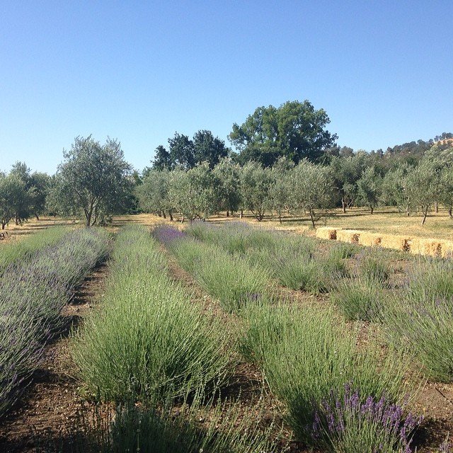 Lavender fields @soulfoodfarm
