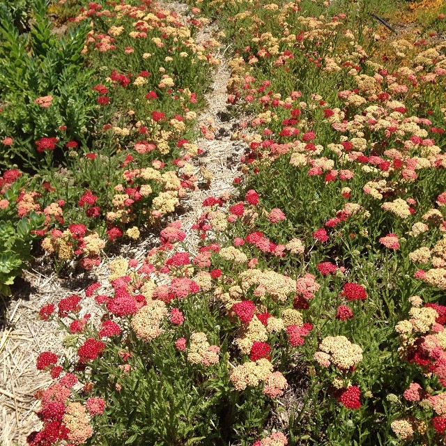 Heaven is on the living rooftop at #MartoranaFamilyWinery. The path is lined by the colorful yarrow. #wineroad #drycreek