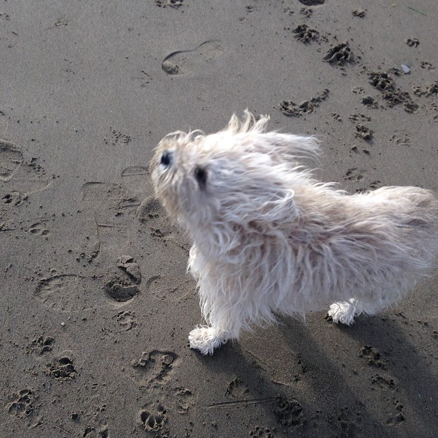Gigi pushing thru the wind at Baker Beach.