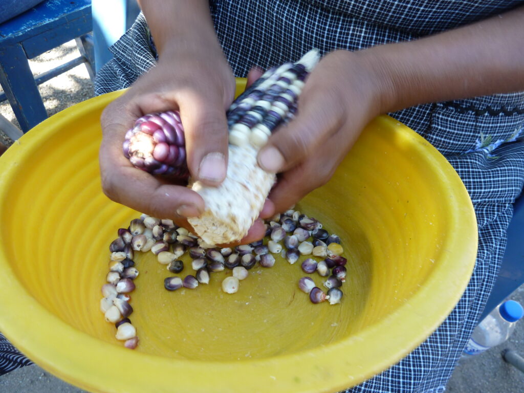 Corn kernels in Oaxaca