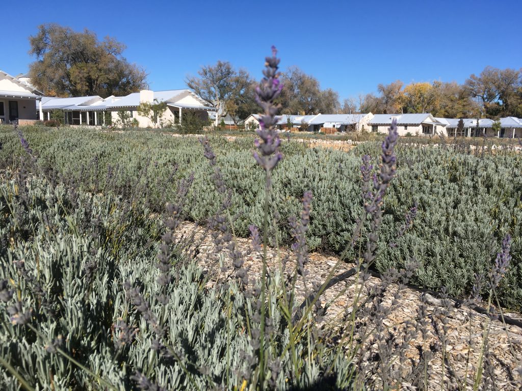 Los Poblanos Inn lavender farm